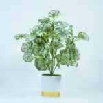 পাতা